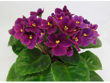 Mac`s Praisley Pattern.jpg