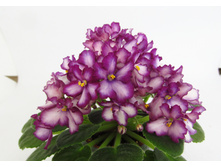 ��-������ ������ �.jpg