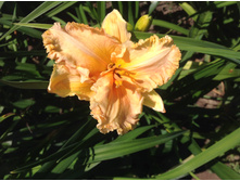 ������ ����������.