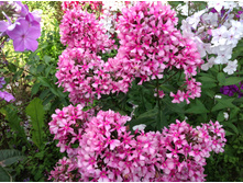 ���� ����