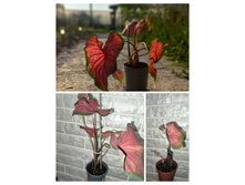 �������� ���