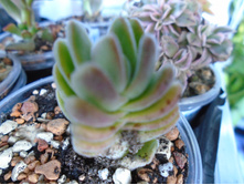 �������� ��������� - 100