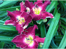 ������� �� �����