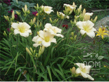 �������� Artic Snow �������.jpg