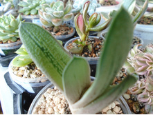 �������� ���� ����� ����������� - 150