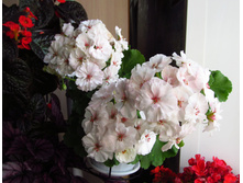 PAC-Viva Madelein.jpg