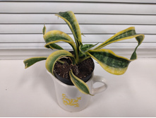 ����������� Twisted Sister