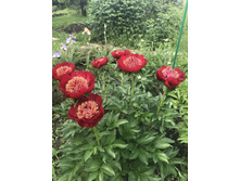 Walter Mains (������ �����)