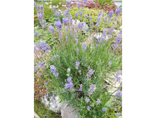 ������� �����������, ��������. ���� 150�