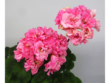 Michele West �.jpg