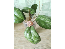 Hoya Vitellina splash.