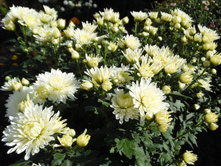 ���������� ��������� ���� ������. ���� 220�.jpg