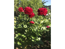 Henry Bockstoce-3.JPEG