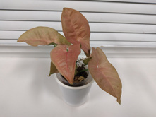 ��������� ���� ������� (Syngonium Neon Pink)