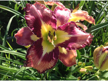 �������� ��������� �������