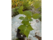 ������� ����� ��������� 150,00