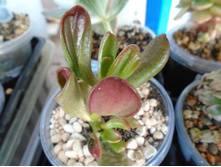 �������� ������ - 150