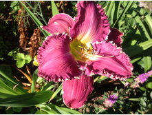 ����� ���