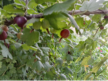 ��������� 200.00 ������� ������ 40 ��.