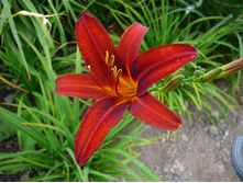 ����� ��� (���)