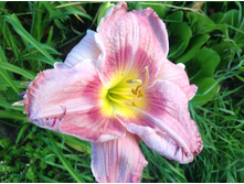 ����� ��� �������