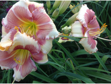 �����  ��������