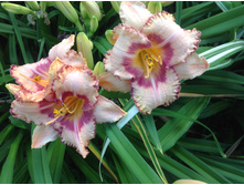 �������� �����