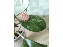 Hoya Vitellina splash.