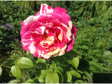 ������ �����