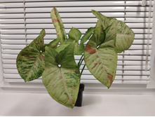 ��������� �������� / Syngoniym Confetti 400�