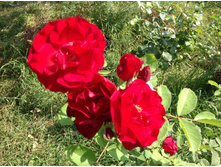 ��������� �����