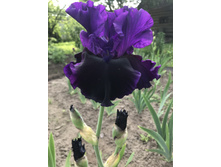 Midnight Treat -1.JPG