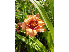 3� �������� �������.jpg