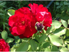 ���� ������