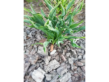 IMG 20200614 204245.jpg