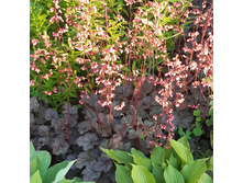 ������� Timeless Treasure. ���� �� 1 ����� 150�.