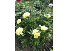 Bartzella  (���-������)