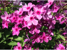 ������ ���