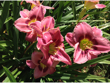 ������� ��������