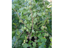 IMG 20220807 015105.jpg