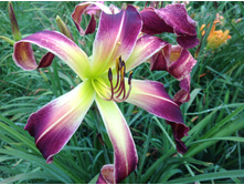 ���� ���. �����