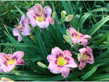 ������ �������