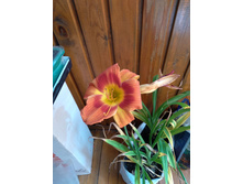 �������� (Hemerocallis Spacecoast Firestarter C2. ���� 500�