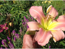 ���� �������