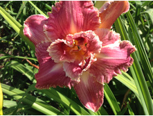 ��������� ��������