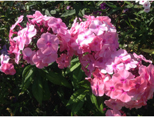 �����- ������