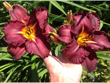 ���� �������