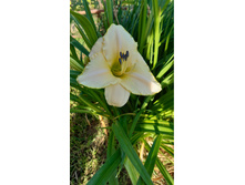 �������� ��������� Artic Snow. ���� 130�.jpg