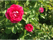 "���� ��������� "