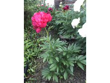 Command Performance-2.JPEG